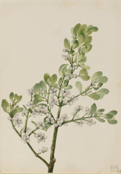 Amerikanische Mistel (Phoradendron flavescens) von Mary Vaux Walcott