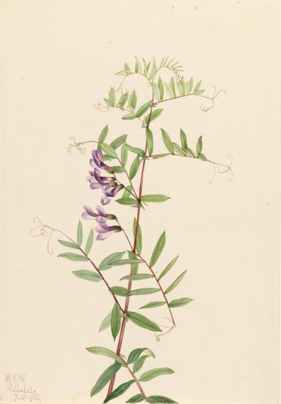 Amerikanische Wicke (Vicia americana) von Mary Vaux Walcott