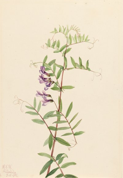 Amerikanische Wicke Vicia americana, 1922 von Mary Vaux Walcott