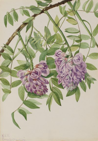 Amerikanische Wisteria Kraunhia frutescens, 1925 von Mary Vaux Walcott