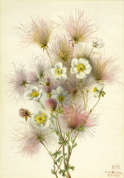Apache Plume Fallugia paradoxa, 1935 von Mary Vaux Walcott
