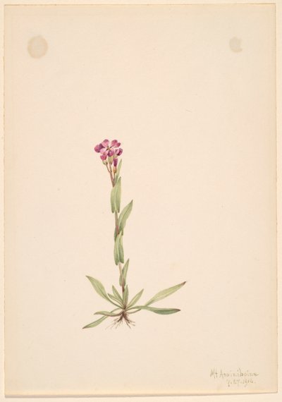 Arabis lyallii, 1916 von Mary Vaux Walcott
