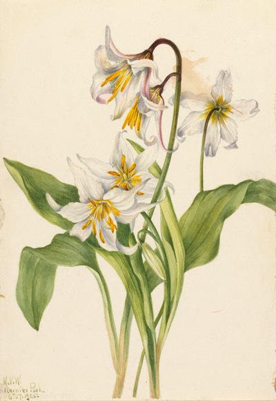 Lawinenlilie Erythronium montanum, 1925 von Mary Vaux Walcott