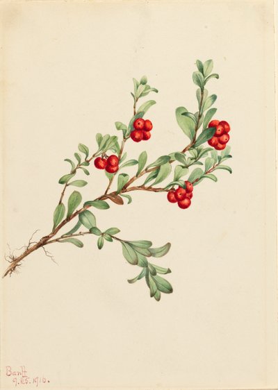 Bärentraube Arctostaphylos uva-ursi, 1916 von Mary Vaux Walcott