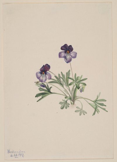 Vogel-Fuß-Veilchen (Viola pedata) von Mary Vaux Walcott