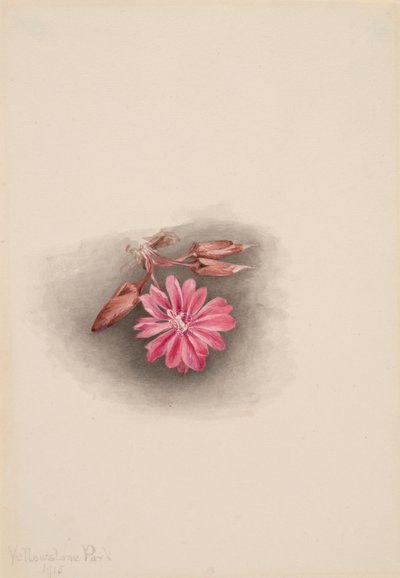 Bitterroot Lewisia redivivia, 1915 von Mary Vaux Walcott