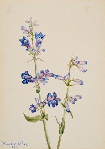 Blauer Bartfaden, 1915 von Mary Vaux Walcott