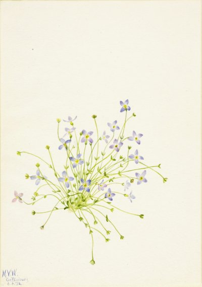 Bluets (Houstonia serpyllifolia) von Mary Vaux Walcott