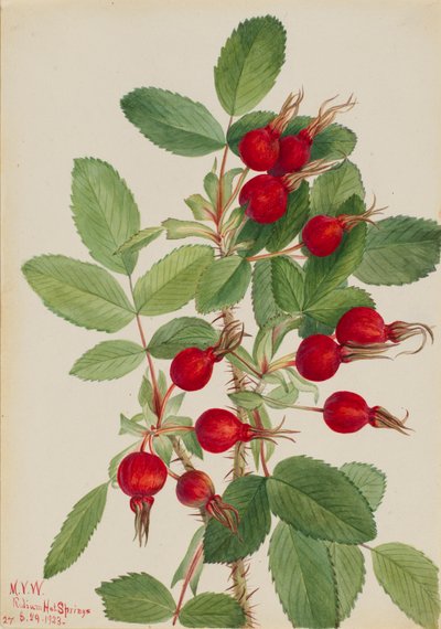 Bourgeau-Rose Rosa bourgeauiana, 1923 von Mary Vaux Walcott