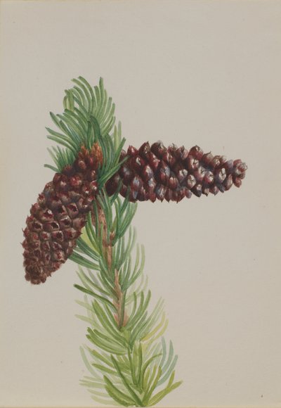 Borsten-Kiefer Pinus aristata, ca. 1930er Jahre von Mary Vaux Walcott