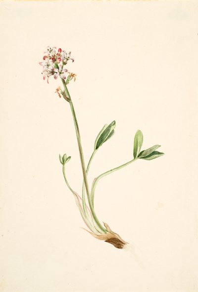 Fieberklee Menyanthes trifoliata von Mary Vaux Walcott