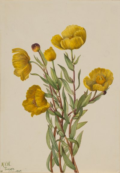 Buschmohn von Mary Vaux Walcott