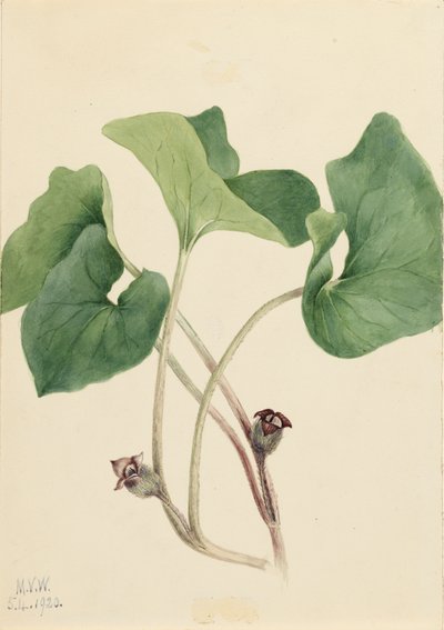 Kanadischer Wild-Ingwer Asarum canadense, 1920 von Mary Vaux Walcott