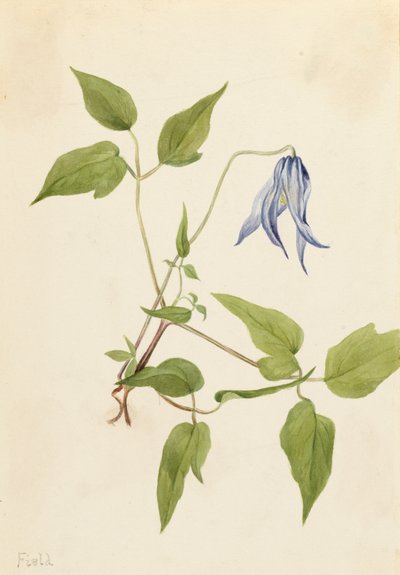 Columbia Clematis Clematis columbiana von Mary Vaux Walcott