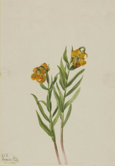 Columbia-Lilie Lilium columbianum, 1925 von Mary Vaux Walcott