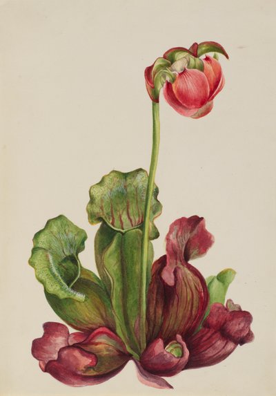 Gewöhnliche Kannenpflanze Sarracenia purpurea venosa, 1931 von Mary Vaux Walcott