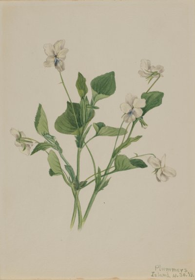 Cremeviolette Viola striata, 1918 von Mary Vaux Walcott