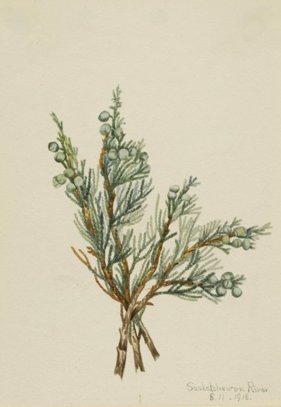 Kriechender Wacholder Juniperus horizontalis, 1918 von Mary Vaux Walcott
