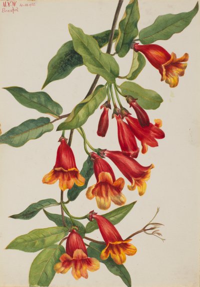 Kreuzrebe (Anisostichus capreolatus) von Mary Vaux Walcott