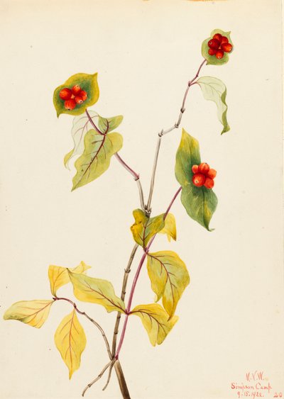 Douglas Geißblatt Lonicera glaucescens, 1922 von Mary Vaux Walcott
