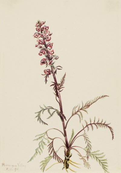 Elefantenkopf Pedicularis groenlandica, 1916 von Mary Vaux Walcott