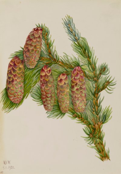 Engelmann-Fichte Picea engelmanni, 1920 von Mary Vaux Walcott