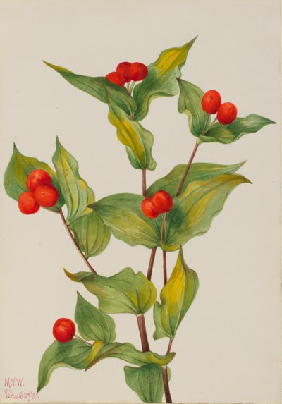 Feenglöckchen (Disporum hookeri) von Mary Vaux Walcott