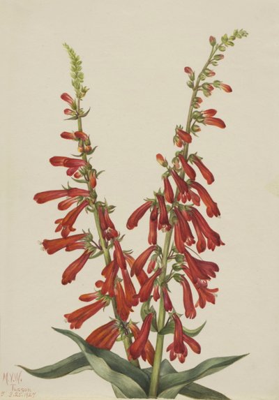 Feuer-Penstemon (Pentstemon eatonii) von Mary Vaux Walcott