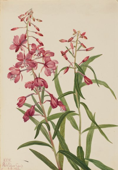 Schmalblättriges Weidenröschen Epilobium angustifolium, 1922 von Mary Vaux Walcott
