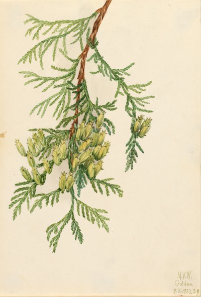 Riesen-Lebensbaum Thuja plicata, 1923 von Mary Vaux Walcott