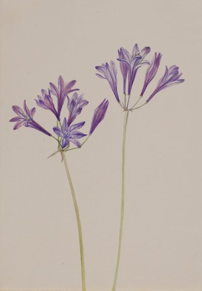 Grasnuss Brodiaea laxa, 1933 von Mary Vaux Walcott