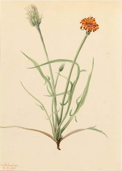 Grasblättrige Agoseris Agoseris graminifolia von Mary Vaux Walcott