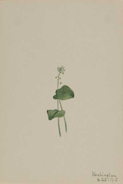 Grüner Natternkopf (Malaxis unifolia) von Mary Vaux Walcott