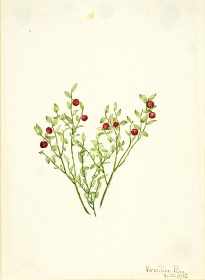 Grouse Whortleberry (Vaccinium scoparium) von Mary Vaux Walcott