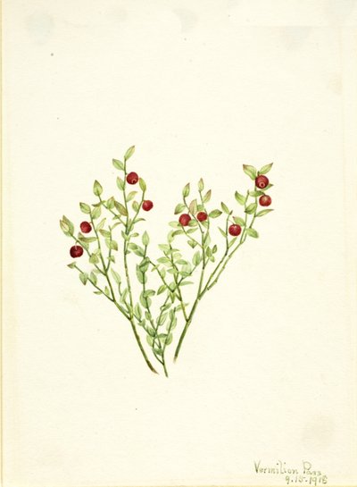 Grouse Whortleberry Vaccinium scoparium, 1918 von Mary Vaux Walcott
