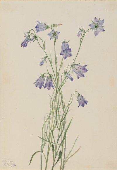 Harebell Campanula rotundifolia, 1916 von Mary Vaux Walcott