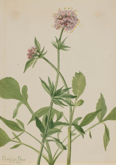 Heliotrop Baldrian (Valeriana sitchensis) von Mary Vaux Walcott