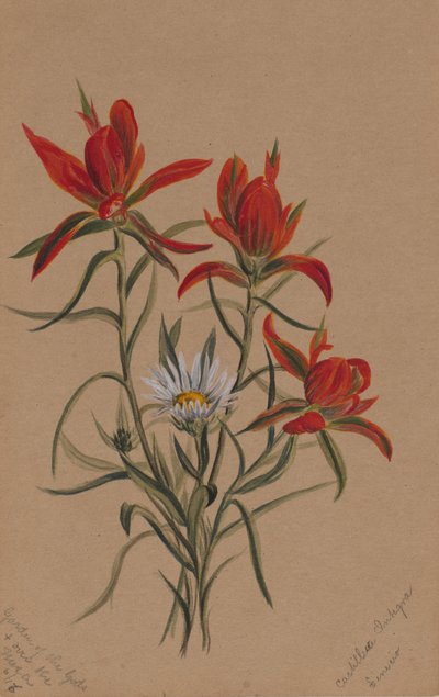 Indischer Malerpinsel Castilleja rhexifolia, 1883 von Mary Vaux Walcott