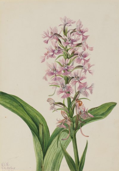 Große Purpur-Fransenorchidee (Habenaria grandiflora) von Mary Vaux Walcott