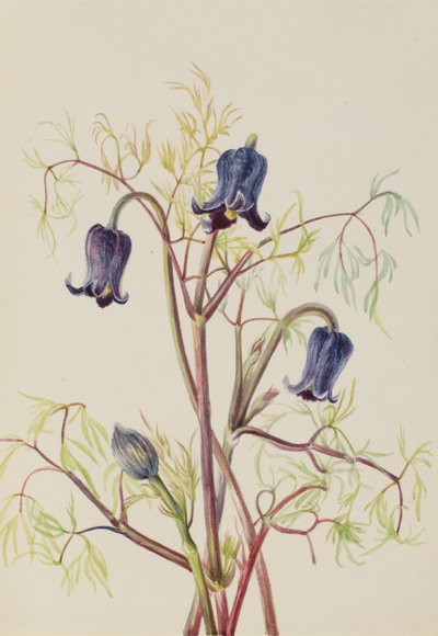 Lederblume (Clematis hirsutissima) von Mary Vaux Walcott