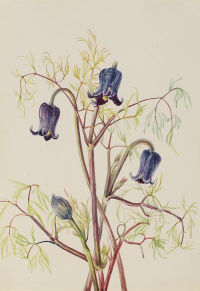 Lederblume Clematis hirsutissima, ca. 1930er Jahre von Mary Vaux Walcott