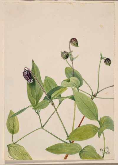 Lederblume Clematis viorna, 1920 von Mary Vaux Walcott