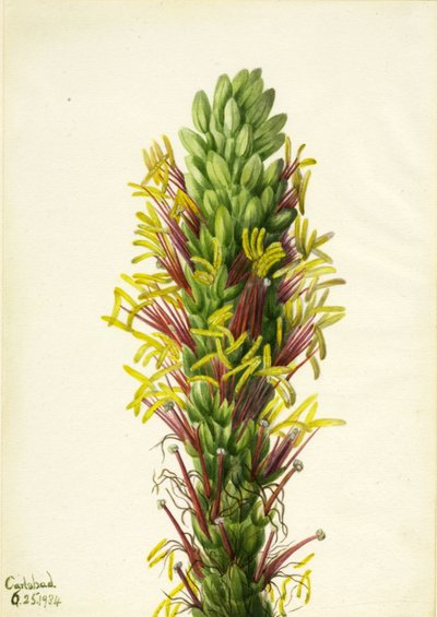 Lechuguilla Agava lechuguilla, 1934 von Mary Vaux Walcott