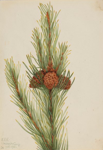 Drehkiefer (Pinus Contorta murrayana) von Mary Vaux Walcott