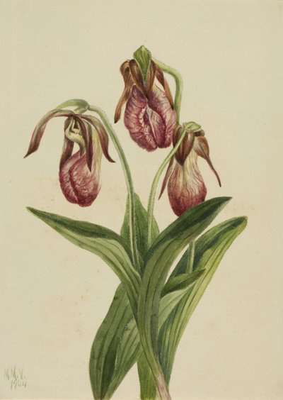 Mokassinblume Cypripedium acaule, 1904 von Mary Vaux Walcott