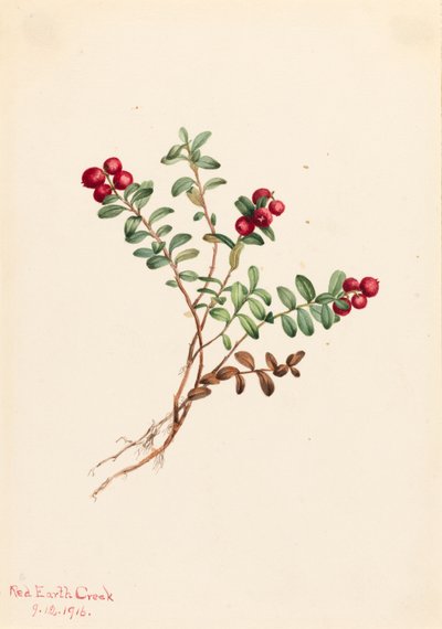Bergpreiselbeere Vaccinium vitis-idaea minus, 1916 von Mary Vaux Walcott