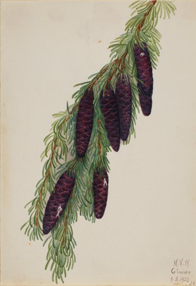 Berg-Hemlocktanne (Tsuga mertensiana) von Mary Vaux Walcott