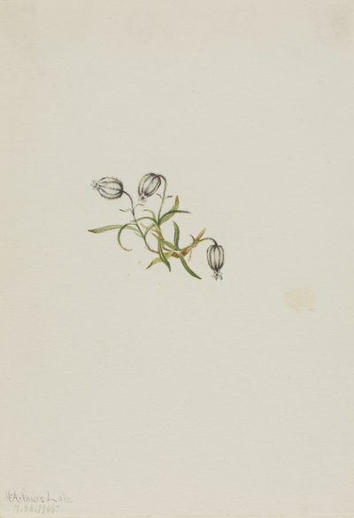 Nickendes Leimkraut (Lychnis apetala) von Mary Vaux Walcott
