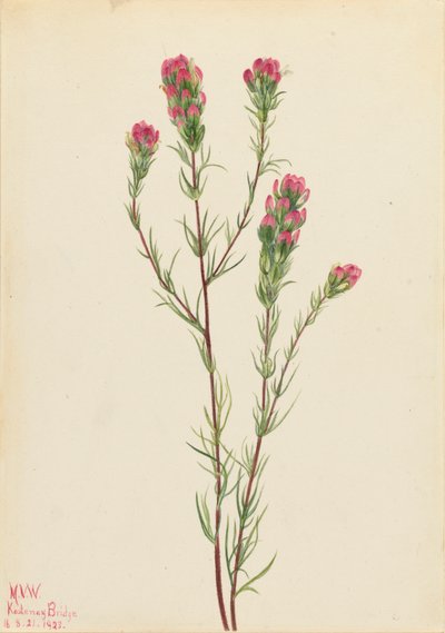 Eulenklee Orthocarpus tenuifolius, 1923 von Mary Vaux Walcott