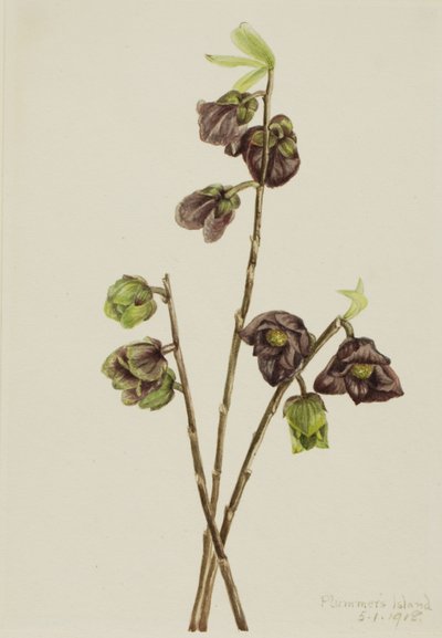 Papaw (Asimina triloba) von Mary Vaux Walcott
